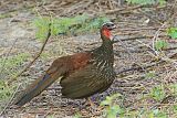 Chestnut-bellied Guanborder=